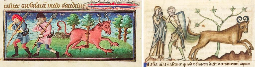 Two Medieval manuscript illustrations of the legendary Bonnacon fleeing from people while using its unusual defensive ability.